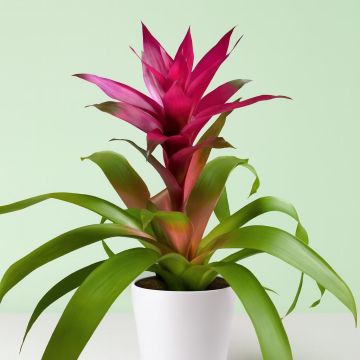 Guzmania purple