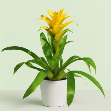 Guzmania yellow