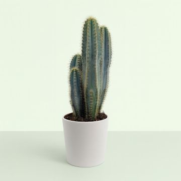 Pilococereus azureus 17cm