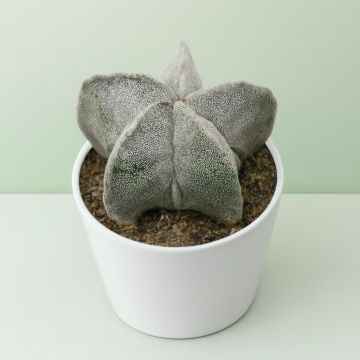 Astrophytum myriostigma
