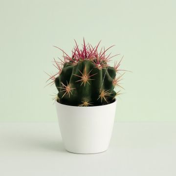 Ferocactus stainesii 8