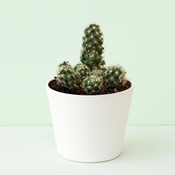 Mammillaria elongata P12.jpg