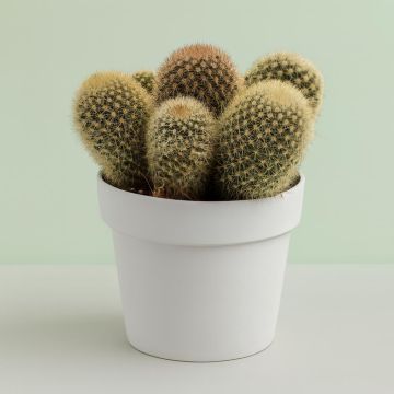 Mammillaria plicayensis 12cm