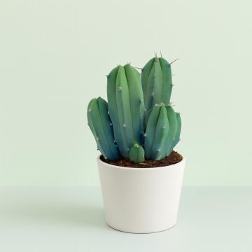 Myrtillocactus geometrizans 10