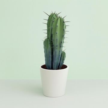 Myrtillocactus geometrizans groep 17cm