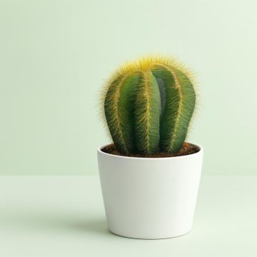 Notocactus magnificus 10