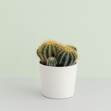 Notocactus magnificus 12cm