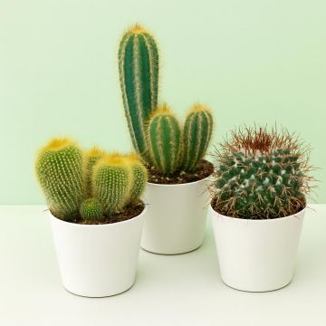 Cactus Mix