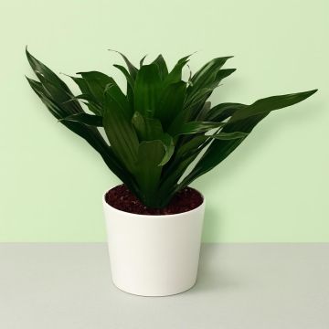 Dracaena Compacta 12cm