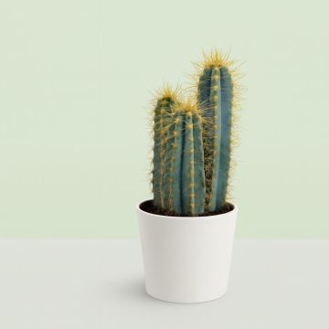 Pilosocereus azureus 10