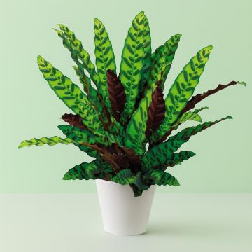 Calathea Lancifolia
