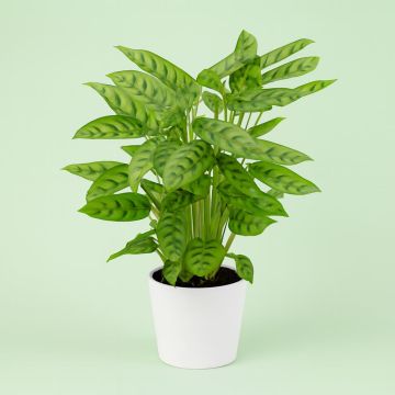 Calathea Leopardina