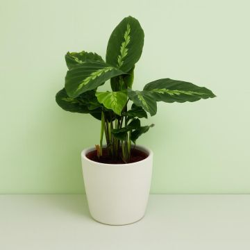 Calathea Maui queen V2