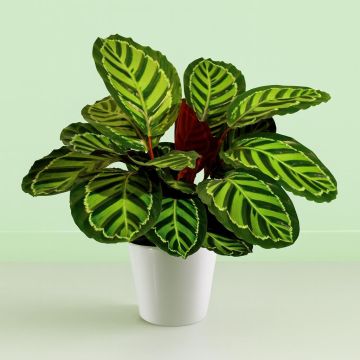 Calathea Roseapicta