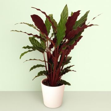 Calathea Rufibarba