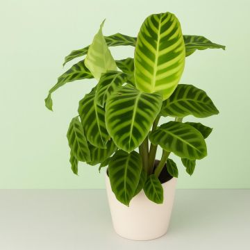 Calathea Zebrina