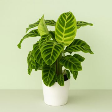 Calathea Zebrina