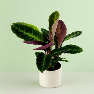 Calathea Warscewiczii