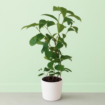 Camellia sinensis.jpg