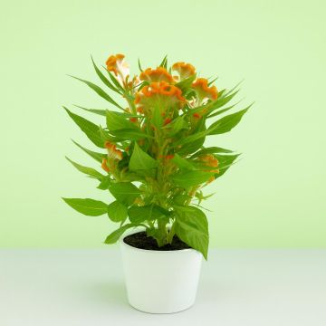 Celosia Orange
