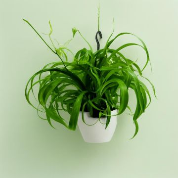 Hang basket Chlorophytum Green Bonnie