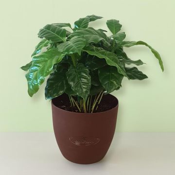 Coffea Arabica geurpot .jpg