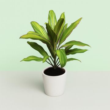 Cordyline fruticosa 'Kiwi' Cordyline fruticosa 'Kiwi'