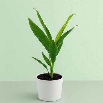 Cordyline fr Conga Cordyline fr Conga