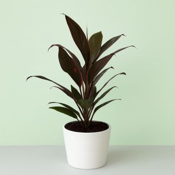 Cordyline fr Rumba