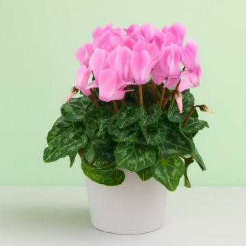 Cyclamen Pink 2