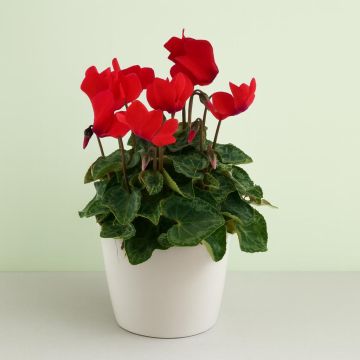 Cyclamen Red 2