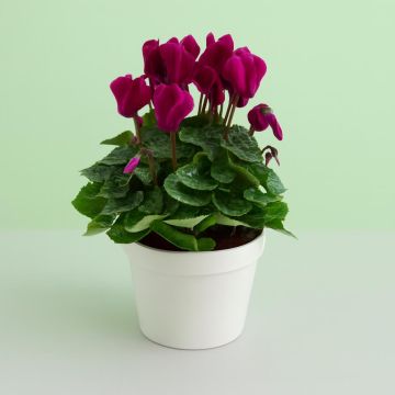 Cylcamen Purple