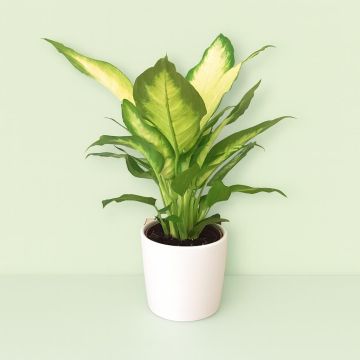 Dieffenbachia Bertina.jpg