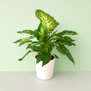 Dieffenbachia Compacta.jpg