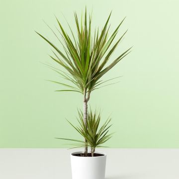 dracaena bicolor