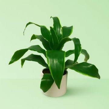 Dracaena compacta Dando.jpg