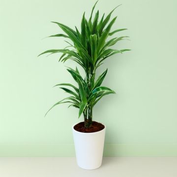 Dracaena De Warneckei V2