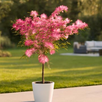 Calliandra stam JPEG.jpg