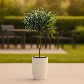 Genista Lidia op stam