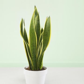 Sansevieria als Futura Superba
