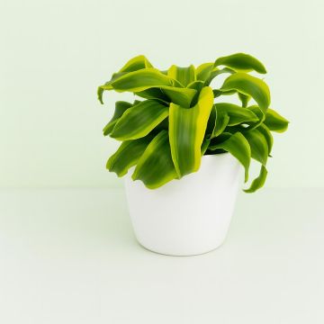 Dracaena little lime twisted