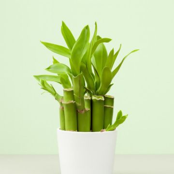Dracaena Lucky Bamboo