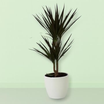 Dracaena Magenta