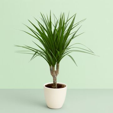 Dracaena marg op Stam