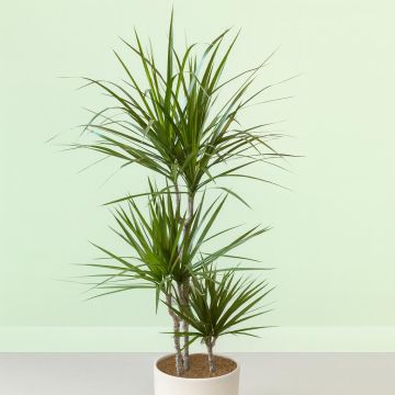 dracaena marginata-v2