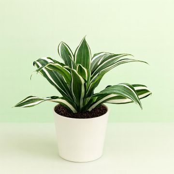 Dracaena White Jewel
