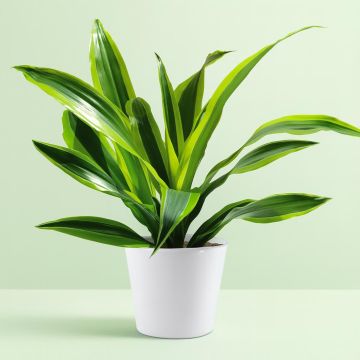 Dracaena-Surprise