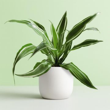 Dracaena-White-Stripe
