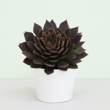 Echeveria Black Prince