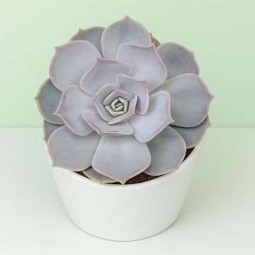 echeveria lila china